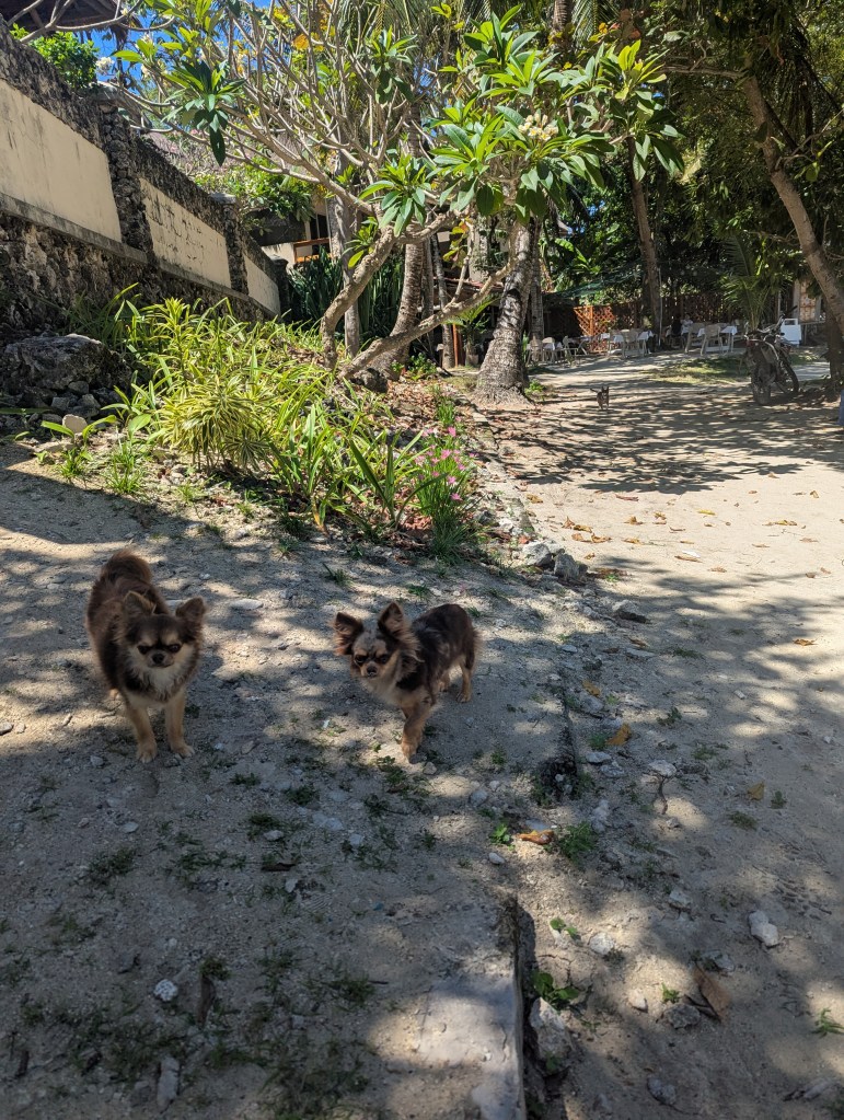 Two small dogs walking along a sandy path surrounded by greenery in a sunny outdoor setting.