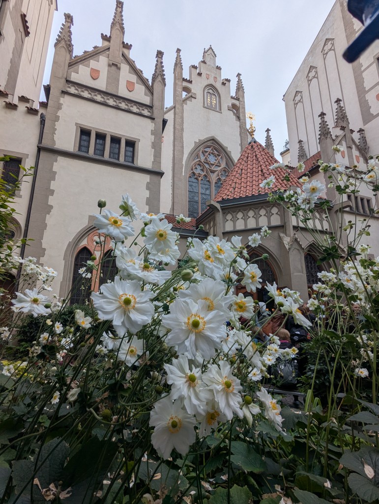 White flowers in the foreground with a historic building featuring gothic architecture in the background.