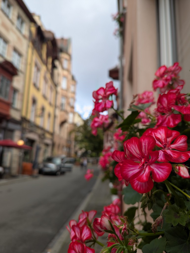 Close-up of vibrant pink flowers in a city street with historic buildings and a blurred background.