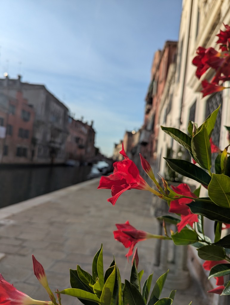 Close-up of vibrant red flowers growing alongside a narrow canal, with blurred buildings and a sunny sky in the background.