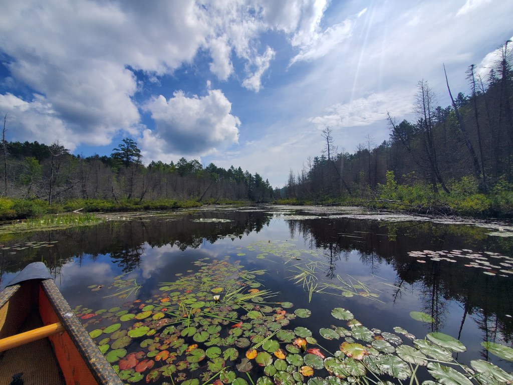 A serene view of a lake surrounded by trees, with reflections of clouds and greenery on the water's surface, and lily pads scattered across the foreground.