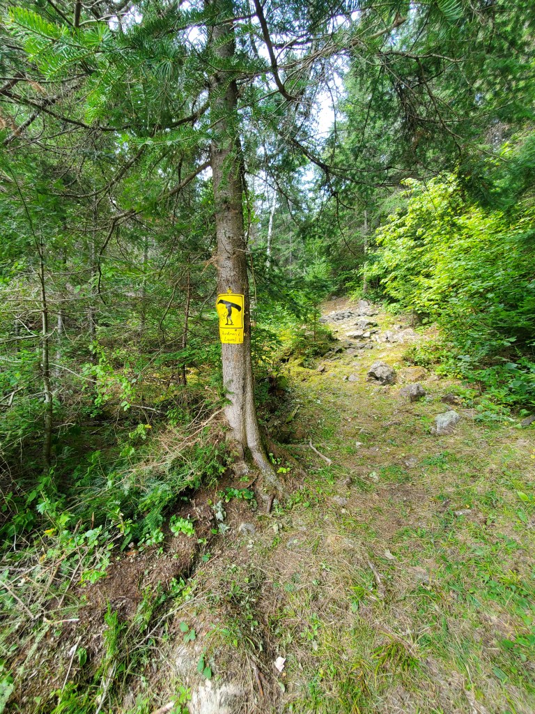 A caution sign attached to a tree along a rocky forest path surrounded by greenery.