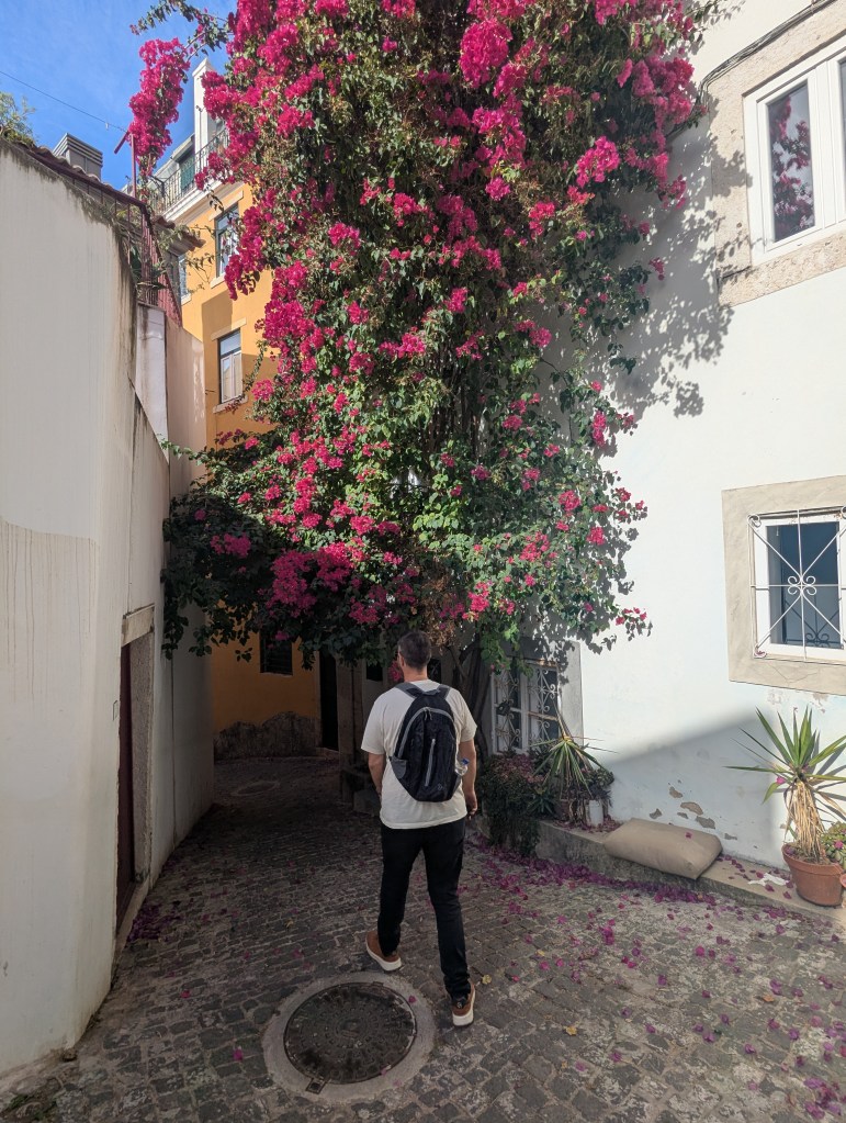 A person walking down a narrow cobblestone alleyway adorned with vibrant pink flowers, flanked by white and orange buildings.